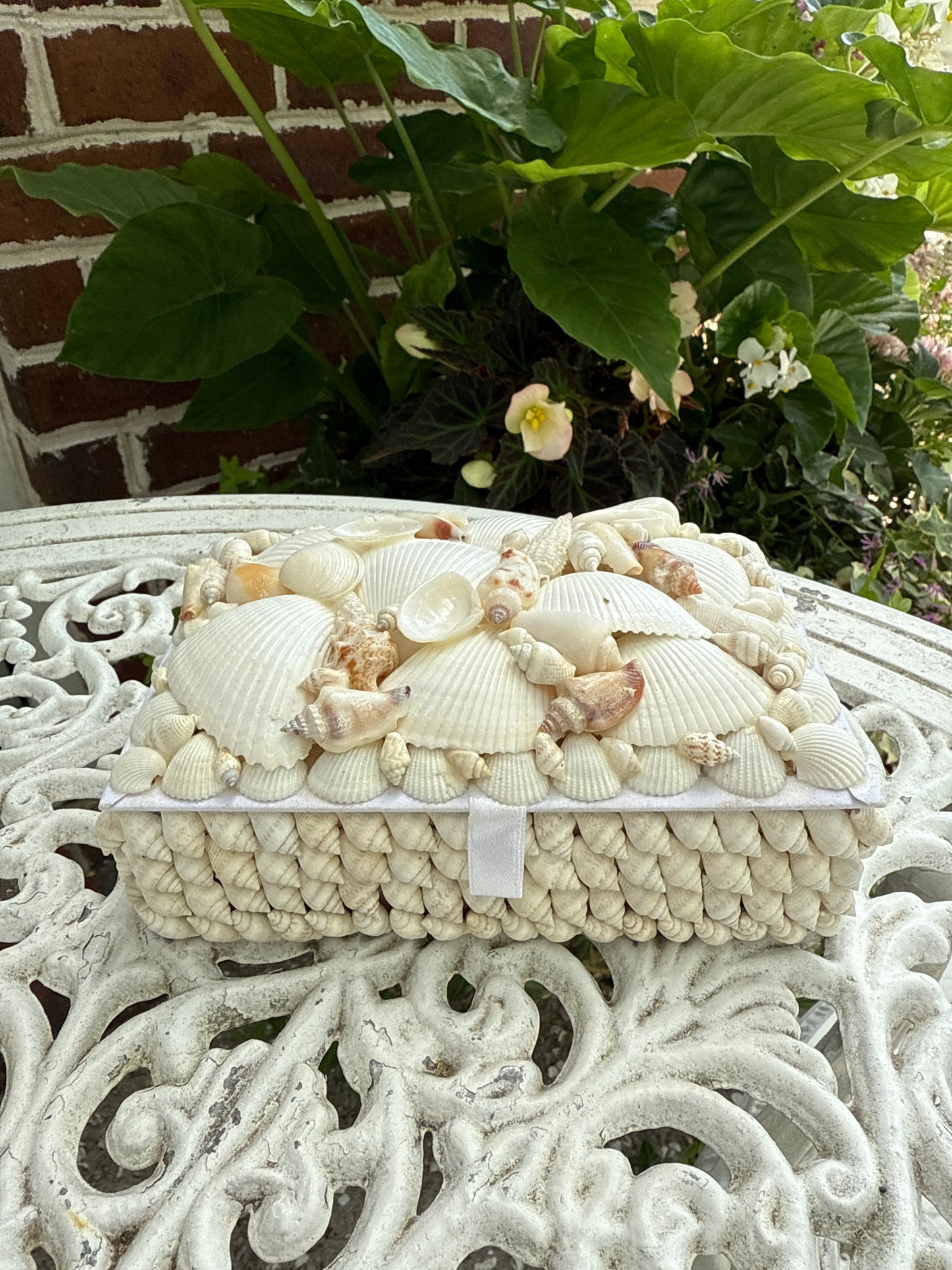 Shell Box- White Shell Top with White Nassa Shells