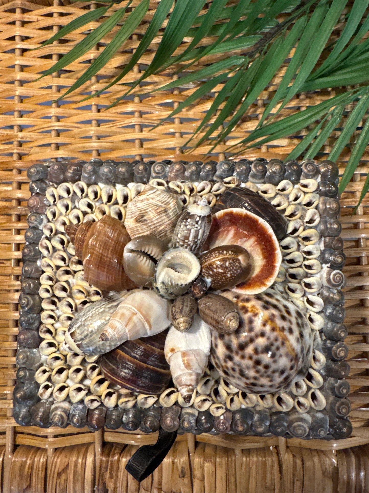 Shellbox- Small Wooden Umbonium with Cluster