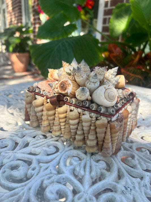 Shellbox- Small Natural Cluster -Turritella Sides